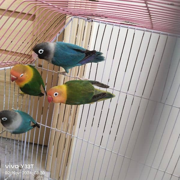 Full Size love bird 2 pair with cage breeder anday diay hovay hain 5