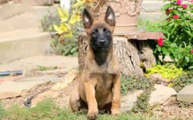 imported bloodline Belgium Malinois puppies 1