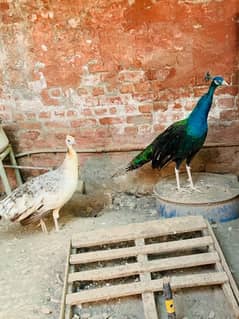 peacock breeder pair