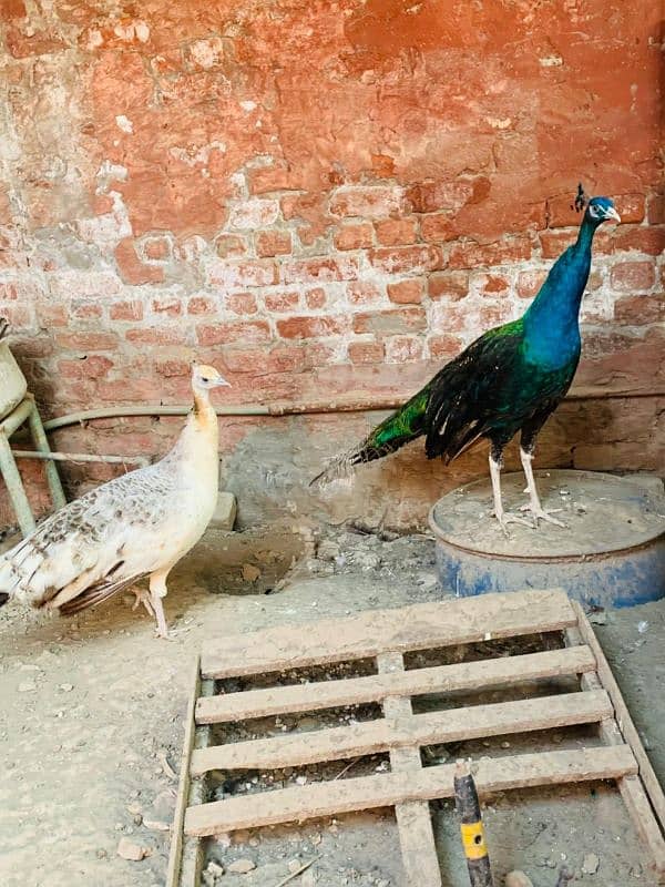 peacock breeder pair 2