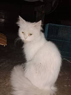 persion Cat for sale