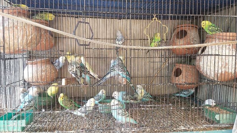 Australian Parrots For sale 0