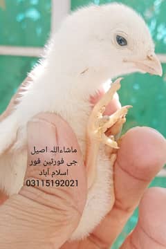 Heera Breeder / Heera Chicks / Heera Murgha/ Aseel