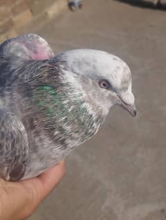 1 pair of pigeons for sale