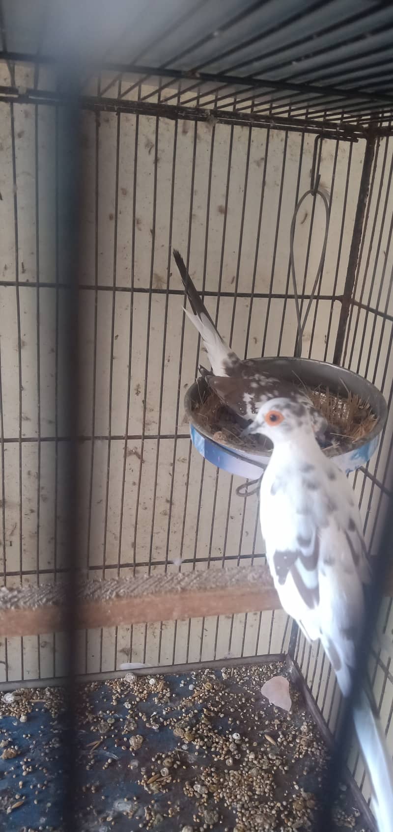 Diamond pied dove and lovebirds with cage 0