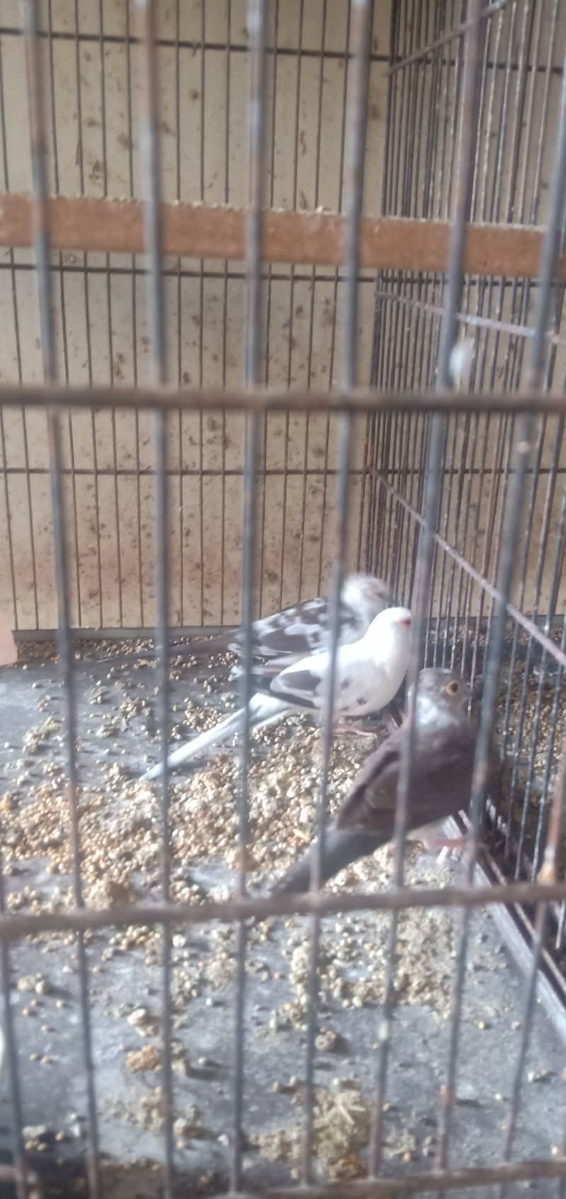 Diamond pied dove and lovebirds with cage 1