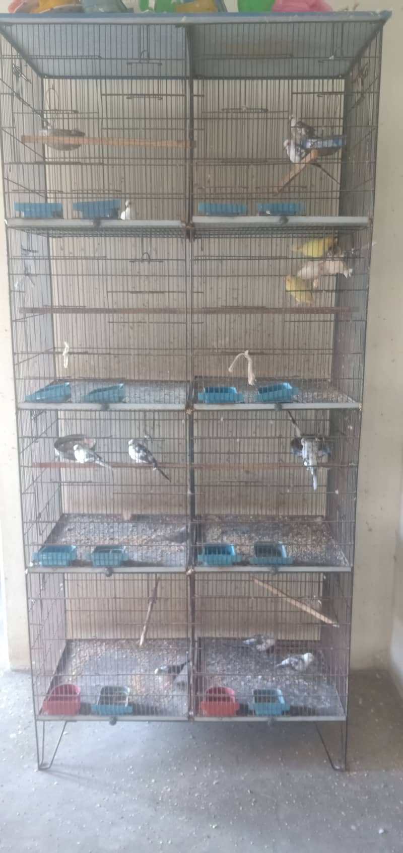 Diamond pied dove and lovebirds with cage 2