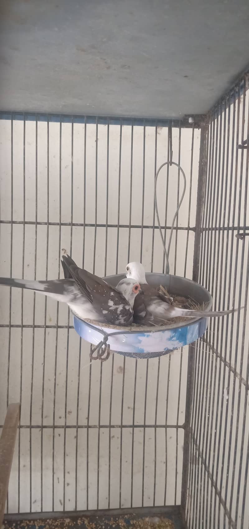 Diamond pied dove and lovebirds with cage 3