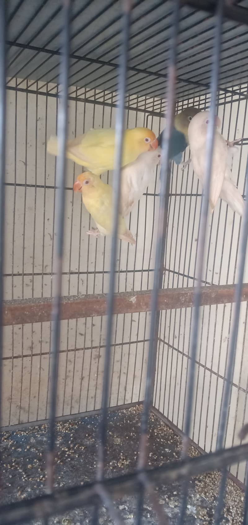 Diamond pied dove and lovebirds with cage 4