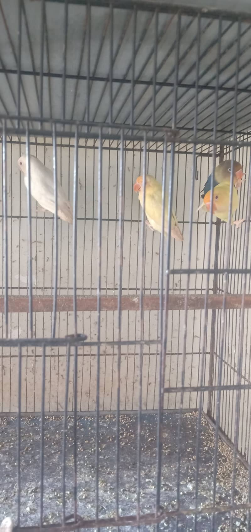 Diamond pied dove and lovebirds with cage 5