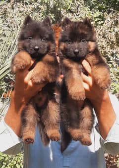 German Shepherd quality puppies available