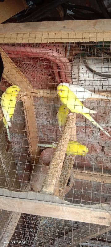 Australian parrots 1