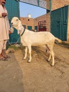 Goat for sale with a male and female baby