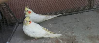 Cocktail Females - Cocktail Common White Red Eyes Females