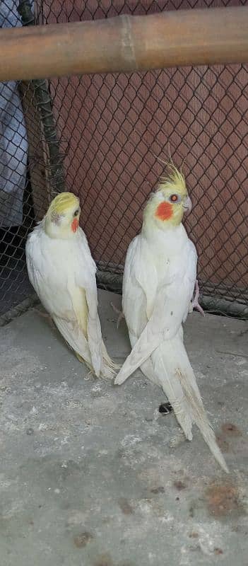 Cocktail Females - Cocktail Common White Red Eyes Females 2