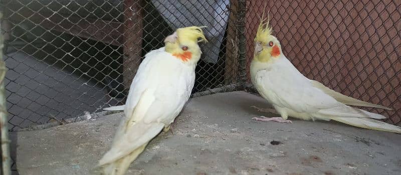 Cocktail Females - Cocktail Common White Red Eyes Females 3