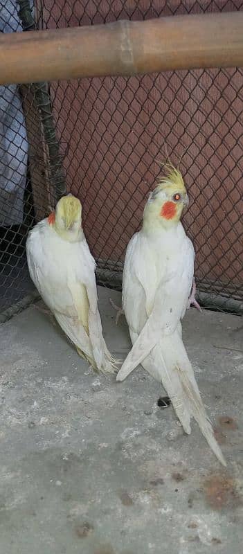 Cocktail Females - Cocktail Common White Red Eyes Females 4