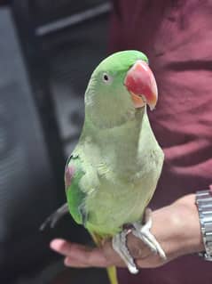 Raw parrot female tamed | alexandrine parrot | Pahari parrot