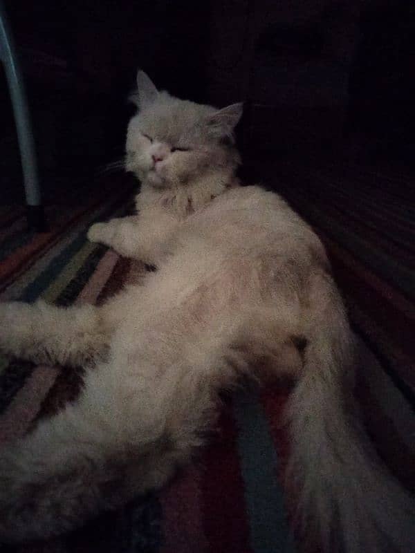 persian cat white colour 0