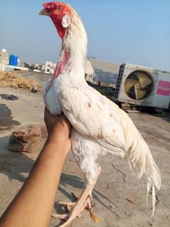 Heera Boska Aseel patha Aseel Murga Sindhi breed