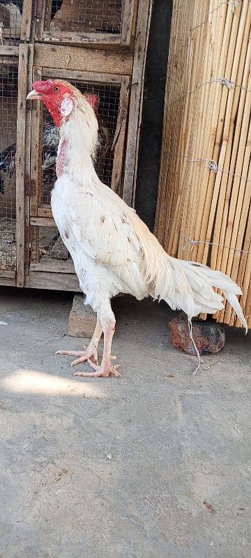 Heera Boska Aseel patha Aseel Murga Sindhi breed 1