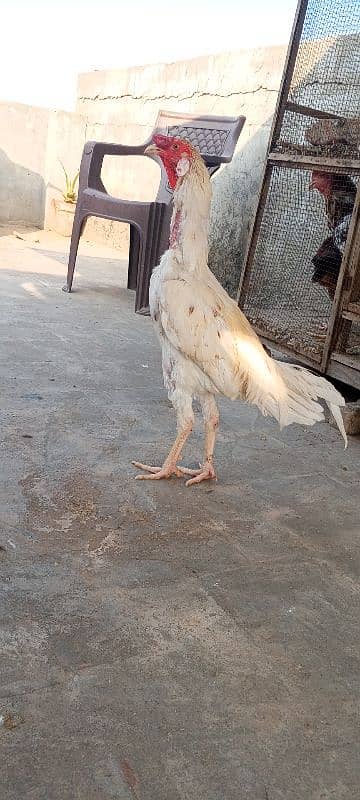 Heera Boska Aseel patha Aseel Murga Sindhi breed 2