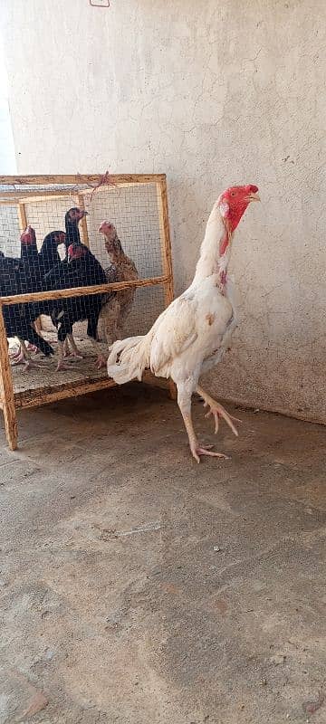 Heera Boska Aseel patha Aseel Murga Sindhi breed 7