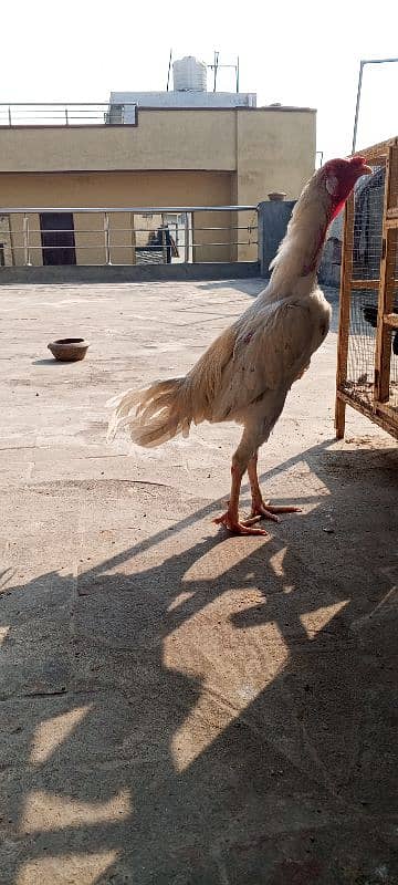 Heera Boska Aseel patha Aseel Murga Sindhi breed 8