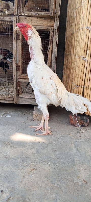 Heera Boska Aseel patha Aseel Murga Sindhi breed 9