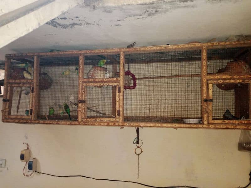 Budgies  parrots colony (13 sy 14 pece) with cage 1