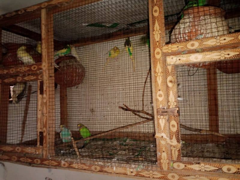 Budgies  parrots colony (13 sy 14 pece) with cage 2