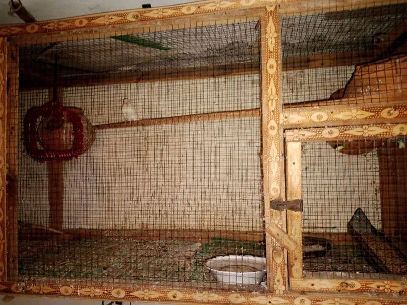 Budgies  parrots colony (13 sy 14 pece) with cage 3