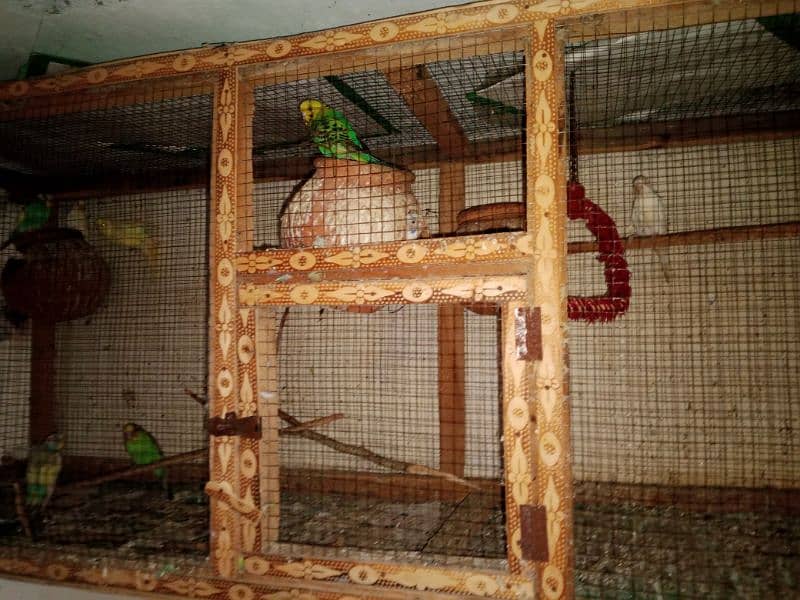 Budgies  parrots colony (13 sy 14 pece) with cage 4