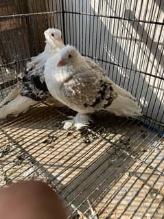 Silver Saddle frill pigeon pair fancy kabootar