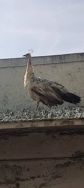 beautiful  mail and femail  black shoulder peacock for sale 0