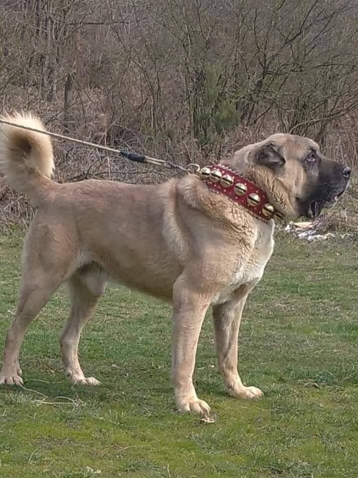 Turkish kangal pair | Turkish kangal Breed | Turkish kangal Puppies 1