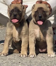 Turkish kangal pair | Turkish kangal Breed | Turkish kangal Puppies