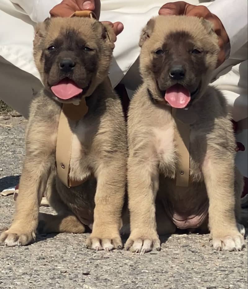 Turkish kangal pair | Turkish kangal Breed | Turkish kangal Puppies 0