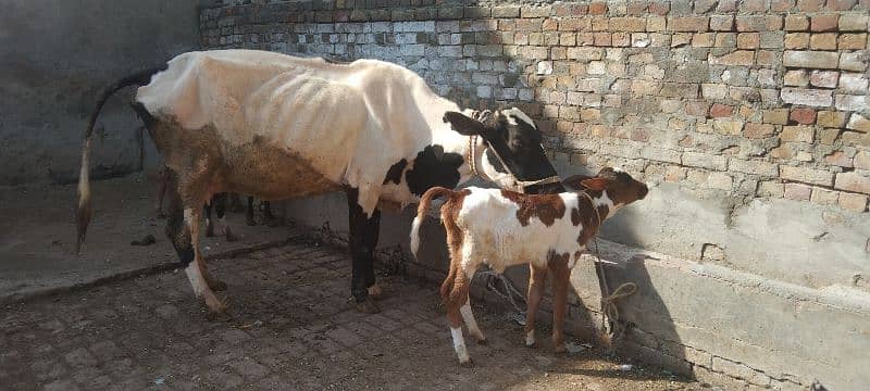 tazi gay walete cross best breed 1