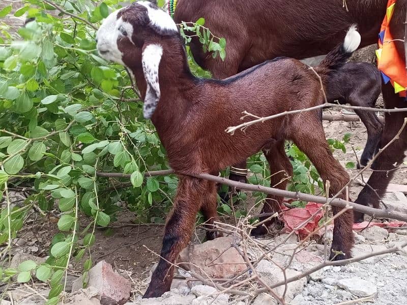 Goat / Bakri / بکری / Healthy Goats / Desi goat 0