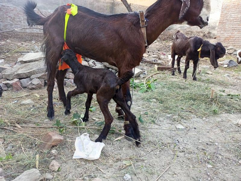 Goat / Bakri / بکری / Healthy Goats / Desi goat 1