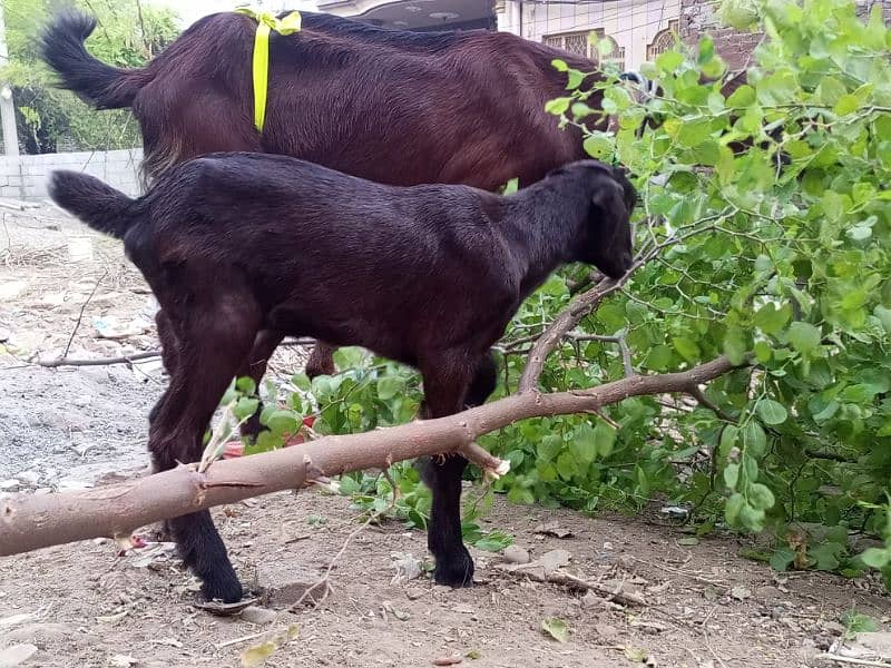 Goat / Bakri / بکری / Healthy Goats / Desi goat 2