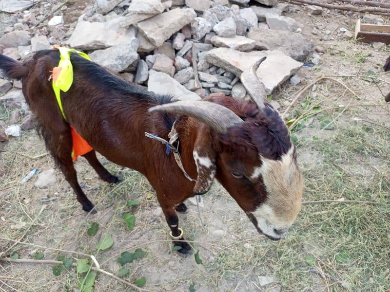 Goat / Bakri / بکری / Healthy Goats / Desi goat 3