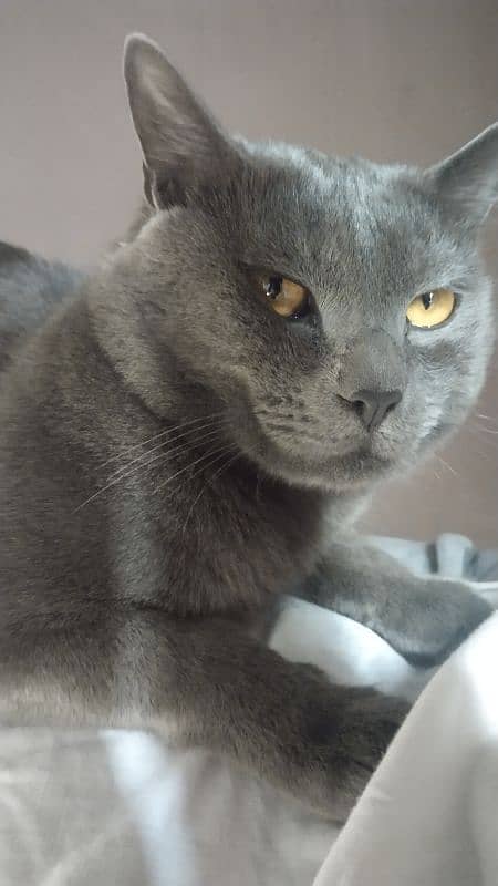 British shorthair 2