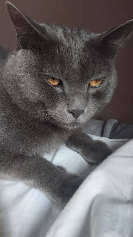 British shorthair 3