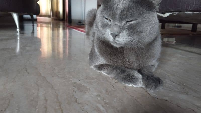 British shorthair 4