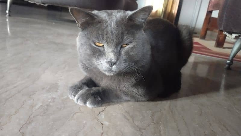 British shorthair 5