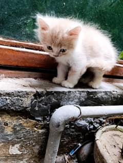 persian kitten | fawn Kittens | sami punch face | cute | tripple coat