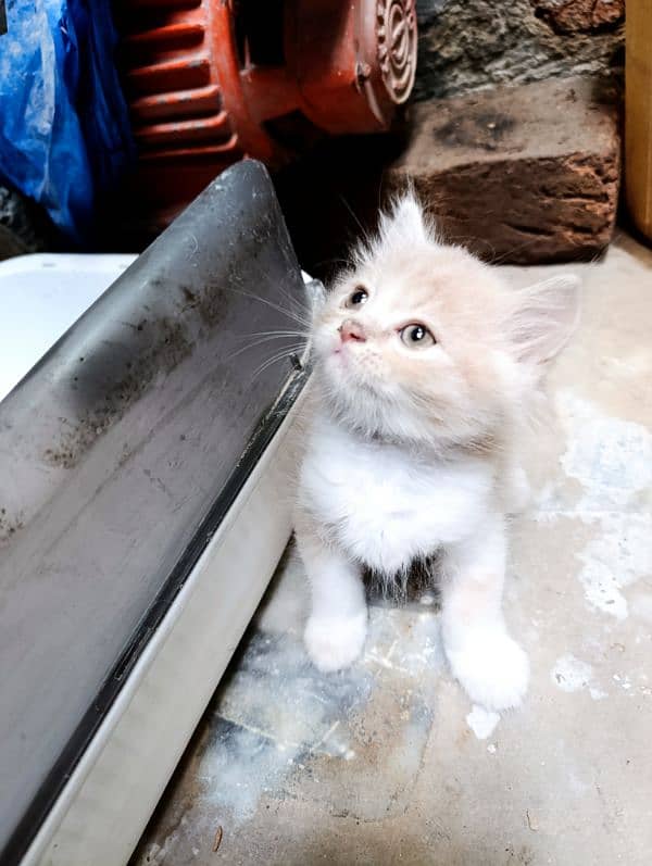 persian kitten | fawn Kittens | sami punch face | cute | tripple coat 3