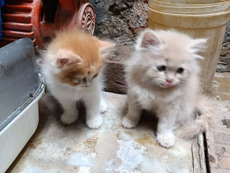 persian kitten | fawn Kittens | sami punch face | cute | tripple coat 9